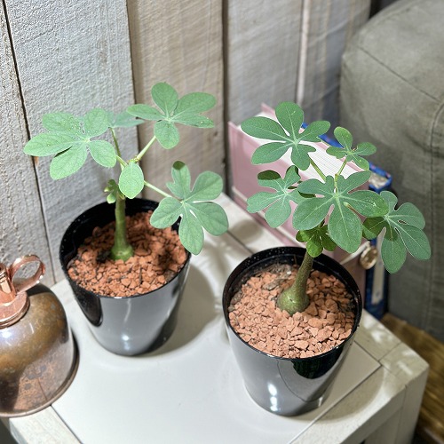 アデニア クラウカ 3号 アデニア グラウカ 3号硬質ポット(個体おまかせ1鉢)|芳樹園