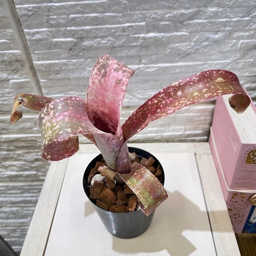 ビルベルギア カーリートップ 子株付き ビルベルギア カーリートップ 子株付き