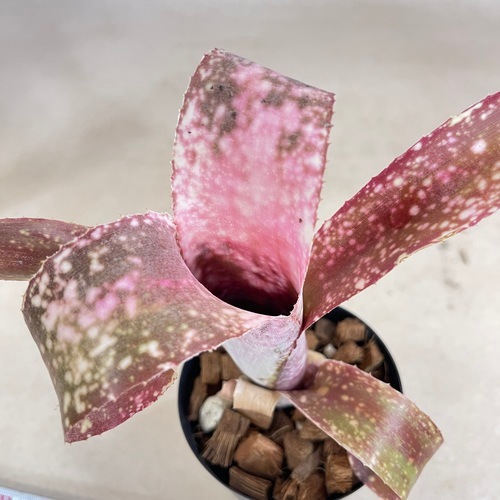 ビルベルギア ポキートブランコ 3号硬質ロングポット(現品