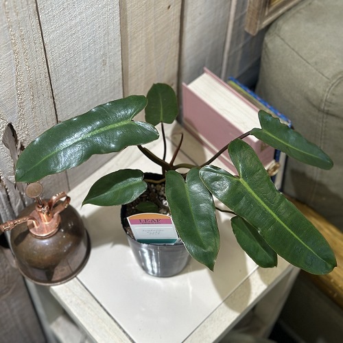 フィロデンドロン ビレッタエブラック(ビレッティアエ) 3号ロング