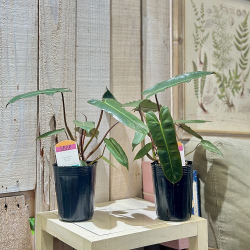 フィロデンドロン ビレッタエブラック(ビレッティアエ) 3号ロング