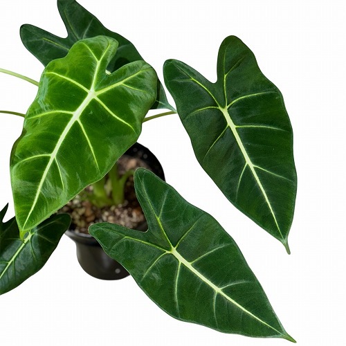 訳あり】アロカシア グリーンベルベット 5号黒鉢(個体おまかせ1鉢