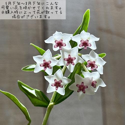 超セール　レア　ホヤ　花座つき　シナモミフォリア　サクララン 怪奇植物　中苗 超セール レア ホヤ 花座つき シナモミフォリア サクララン 怪奇