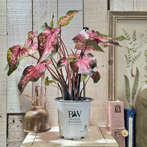 カラフルスター パスリウム ハートピンク ハートシェイプピンクスピネル パライバトルマリン カラーサファイア