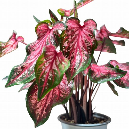 カラジウム レア カラジウム ハートトゥハート(R) スカーレット フレイム 4号(個体