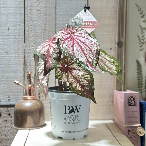 カラジウム ハートトゥハート(R) エクスプロージョン 4号(個体おまかせ