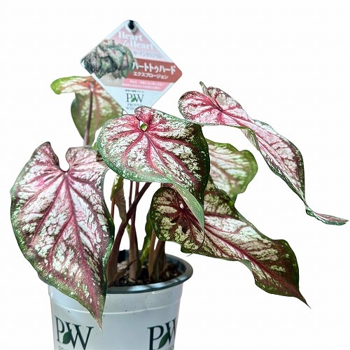 カラジウム ハートトゥハート(R) エクスプロージョン 4号(個体おまかせ