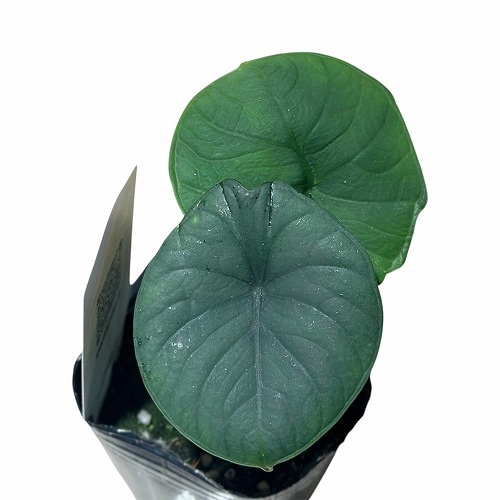 ★希少★ アロカシア　サリアン　斑入り 鉢のまま発送 ☆希少☆ アロカシアサリアン 斑入り 鉢のまま発送