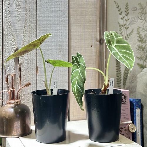 葉傷みあり】アロカシア ワトソニア 3号硬質ロングポット(個体おまかせ