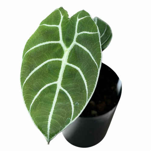 葉傷みあり】アロカシア ワトソニア 3号硬質ロングポット(個体おまかせ