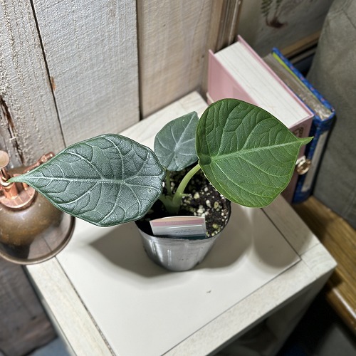 アロカシア マハラニ 3号(個体おまかせ1鉢)｜芳樹園オンライン