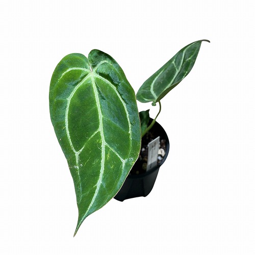 アンスリウム メタリカム anthurium llicum 【公式通販】