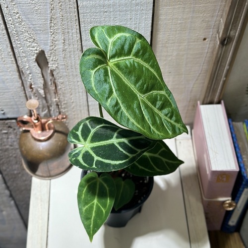 アンスリウム Anthurium Crystallinum×regale 3.5号硬質ポット(個体