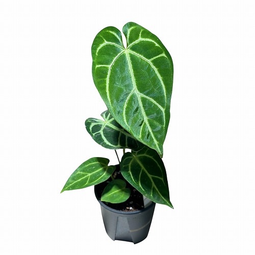 アンスリウム Anthurium Crystallinum×regale 3.5号硬質ポット(個体