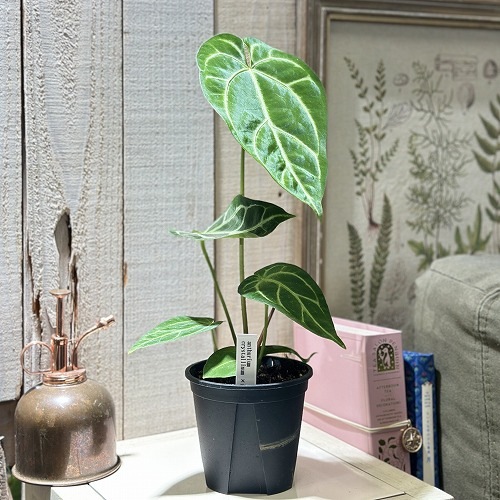 アンスリウム Anthurium Crystallinum×regale 3.5号硬質ポット(個体