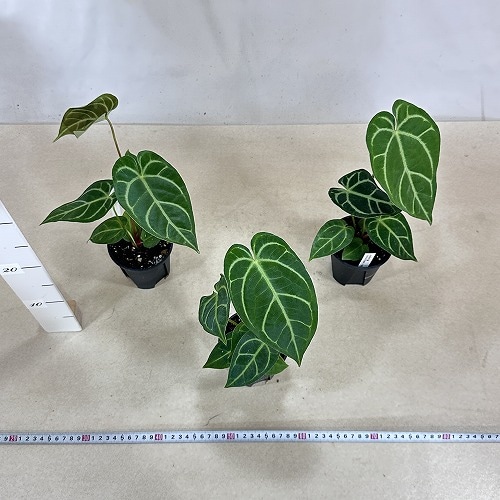 アンスリウム Anthurium Crystallinum×regale 3.5号硬質ポット(個体