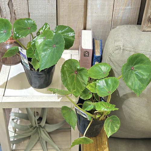 根茎性ベゴニア ルージュ 3.5号ポット(個体おまかせ1鉢)｜芳樹園