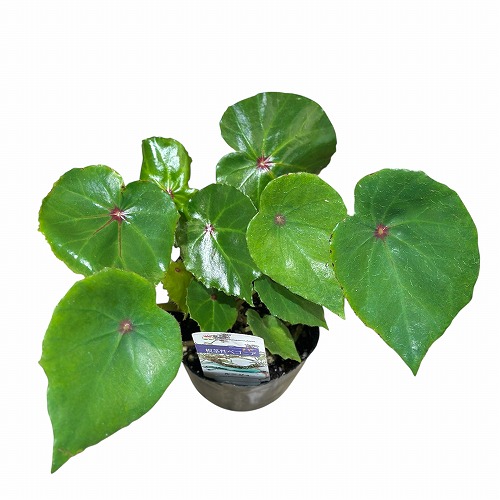 根茎性ベゴニア ルージュ 3.5号ポット(個体おまかせ1鉢)｜芳樹園