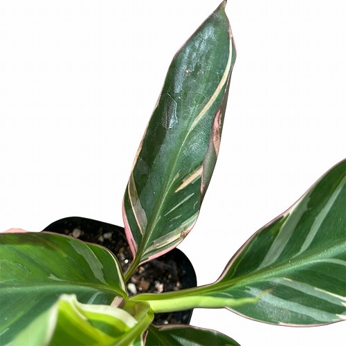 葉傷みあり ムサノノ(ピンク斑入りバナナ) 3.5号ポット(個体
