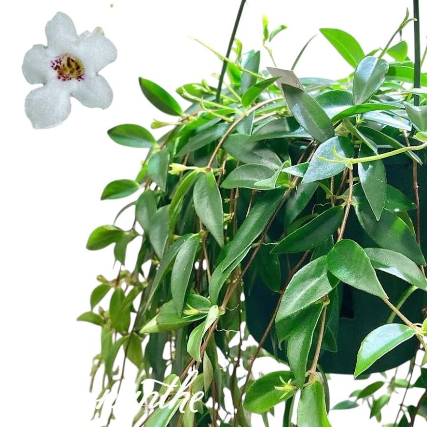 【予約済】ブラジル柱 カット苗 特大 50-70センチ オマケ付 予約済】ブラジル柱 カット苗 特大 50-70センチ オマケ付