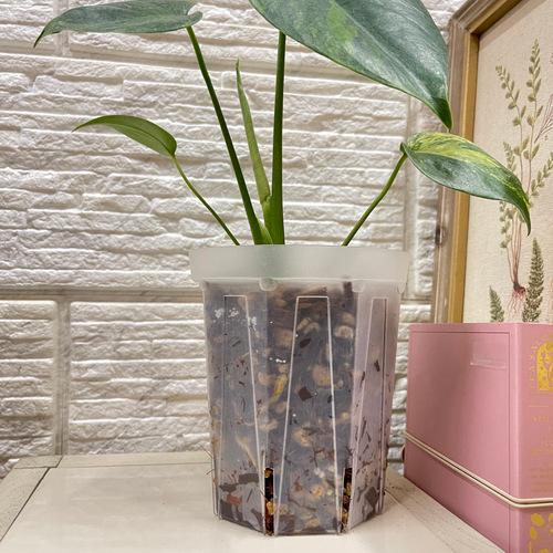 透明スリット鉢 ネガミエル(NEgamieru) 6号 180L(φ18cm)｜芳樹園
