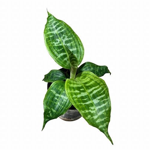 ドラセナ　　ゴールディアーナ　5号 観葉植物：ドラセナ ゴールディアナ*ゴルディアーナ 5号 プラポット