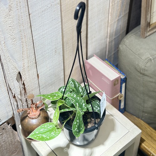 スキンダプサス ピクタス アルギレウス 4号吊り鉢(個体おまかせ1鉢