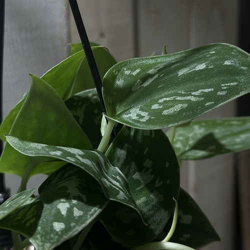 スキンダプサス ピクタス アルギレウス 4号吊り鉢(個体おまかせ1鉢