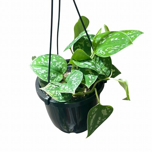 スキンダプサス ピクタス アルギレウス 4号吊り鉢(個体おまかせ1鉢