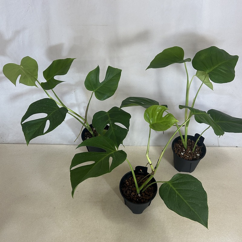 モンステラ シエラナ 5号(個体おまかせ1鉢)｜芳樹園オンライン