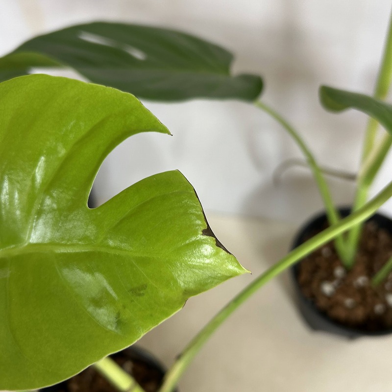 モンステラ シエラナ 5号(個体おまかせ1鉢)｜芳樹園オンライン