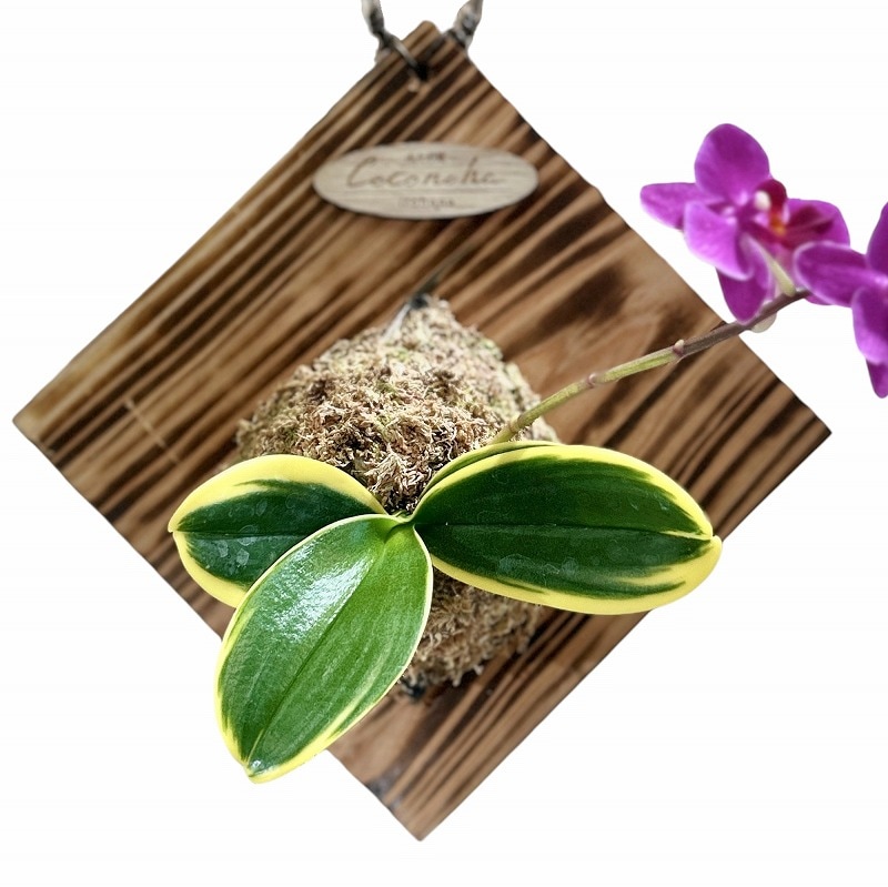 ファレノプシス（胡蝶蘭）とアイビーの鉢花 ファレノプシス（胡蝶蘭）とアイビーの鉢花