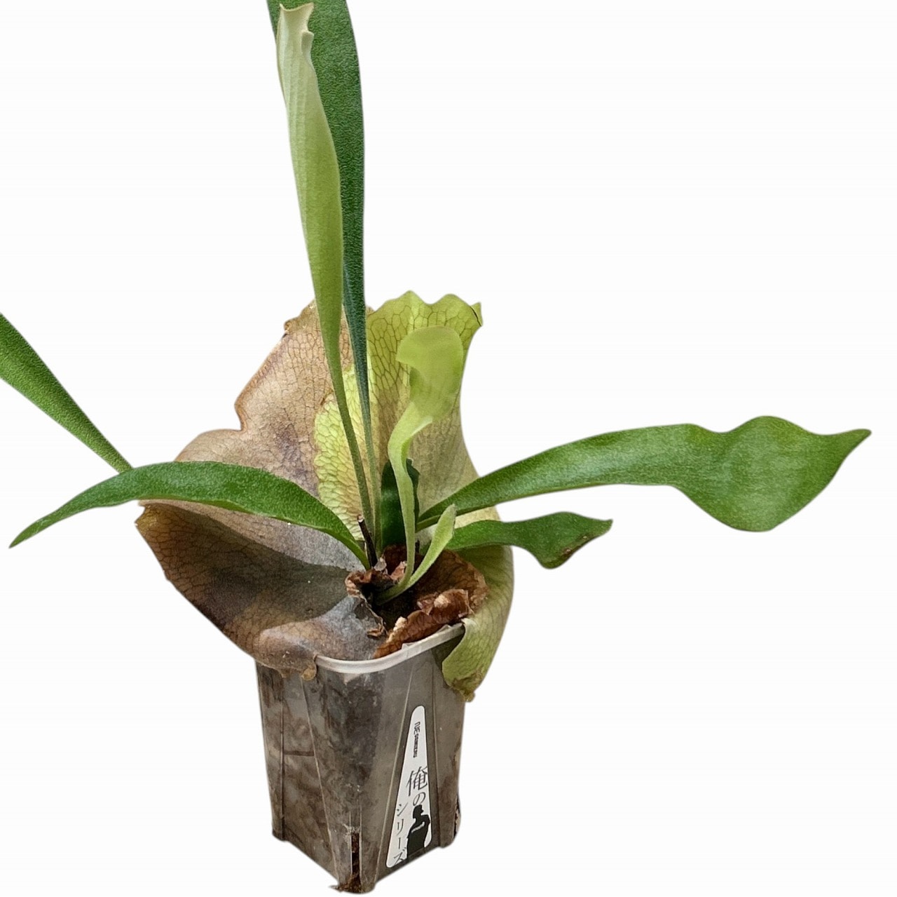 種類・用途,植物,観葉植物｜芳樹園オンラインショップ