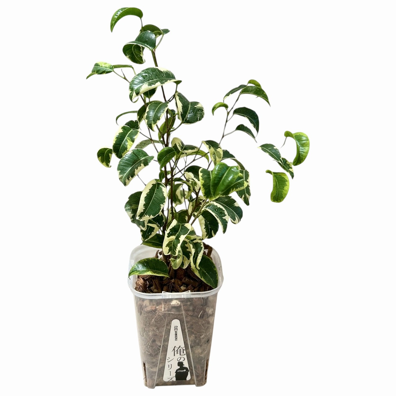 その他観葉植物 P 7号サイズの観葉植物 | 通販専門店 HitoHana（ひとはな）