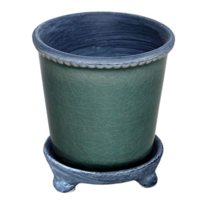 ブラヘア　３９株　24ポット ブラヘア 39株 24ポット メーカー,>> 輸入商品,芳樹園｜芳樹園