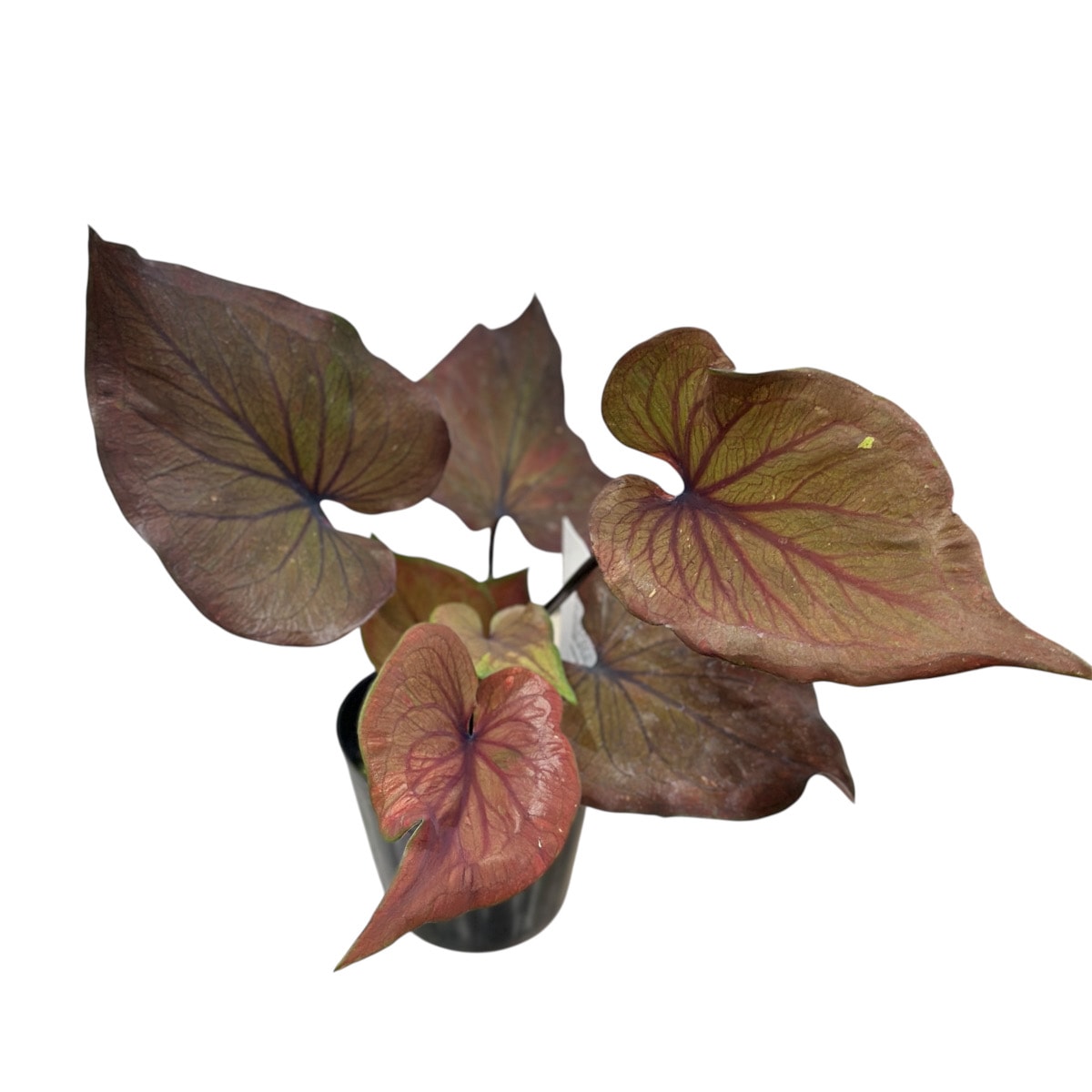 特価 カラジウム ブラックナイト 3号ポット(個体おまかせ1鉢)｜芳樹園