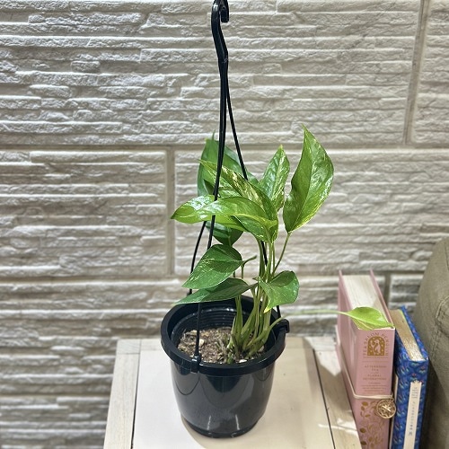 ラフィドフォラ　ピナタ ラフィドフォラ ピナタ(斑入り) 4号吊り鉢(個体おまかせ1鉢)｜芳樹園