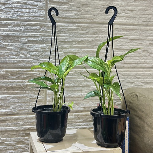 ラフィドフォラ　ピナタ 000000002869_2_hUUu1Rt.jpg