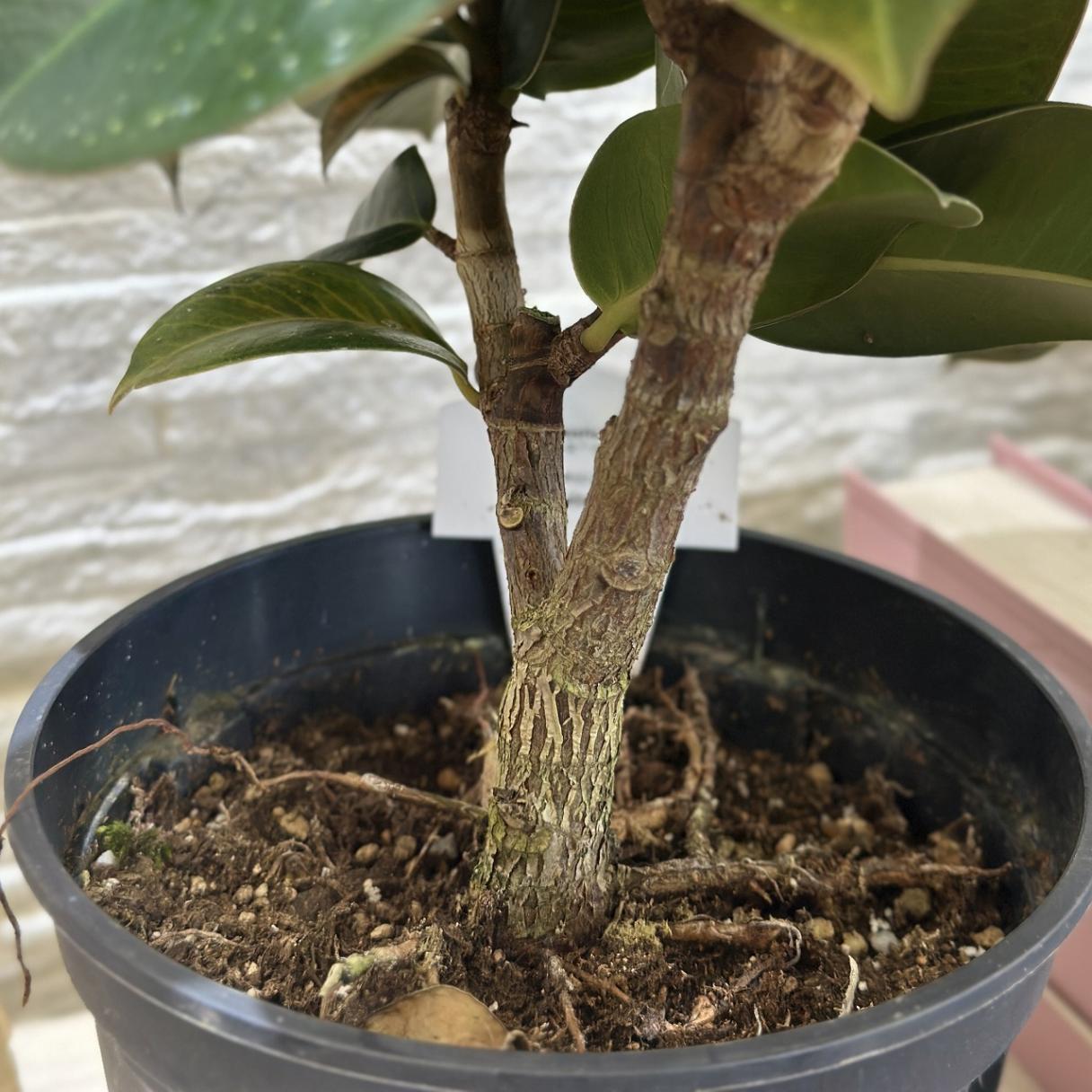 フィカス ソフィア 5号 (おまかせ1鉢)｜芳樹園オンラインショップ