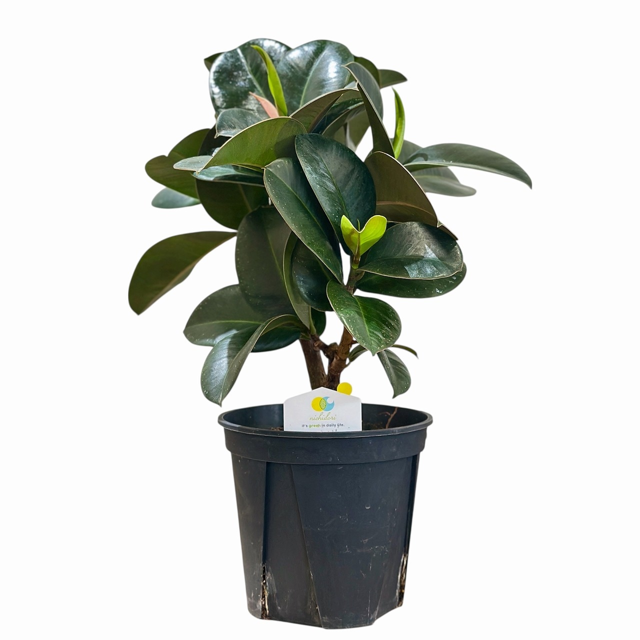 観葉植物 フィカス ソフィア フィカス ソフィア 5号 (おまかせ1鉢)｜芳樹園オンラインショップ
