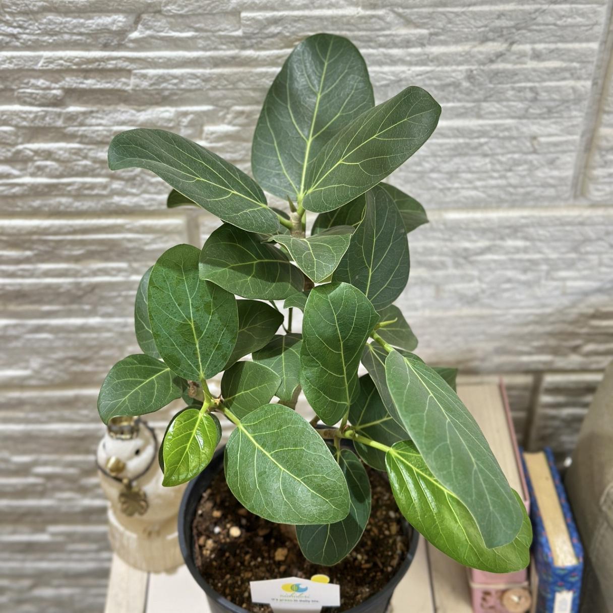 フィカス ベンガレンシス オードリー 5号(現品)｜芳樹園オンラインショップ