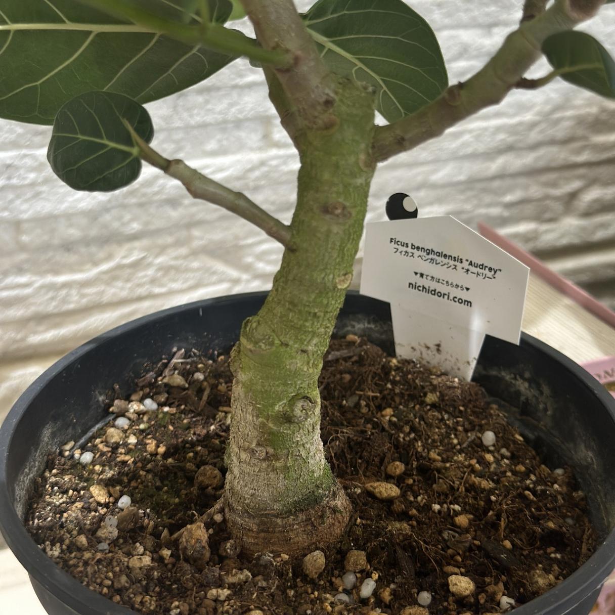②　フィカス　ベンガレンシ　オードリー曲がり仕立て　８号　最高等級極上品‼️ フィカス：ベンガレンシス オードリー 8号鉢植え（鉢下から約