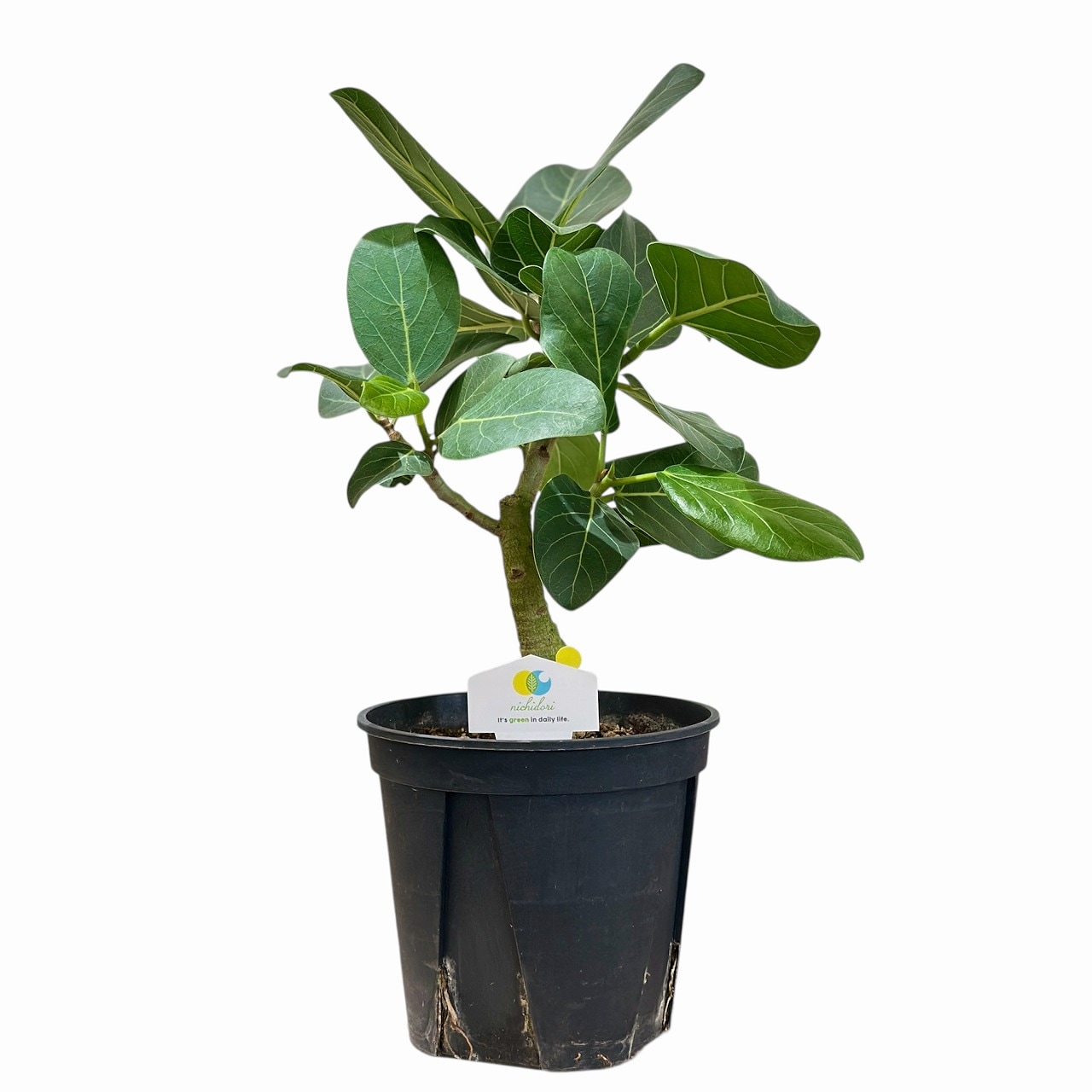 フィカス　ベンガレンシス5 観葉植物 フィカス ベンガレンシス 5号 曲り エドラ B 付き