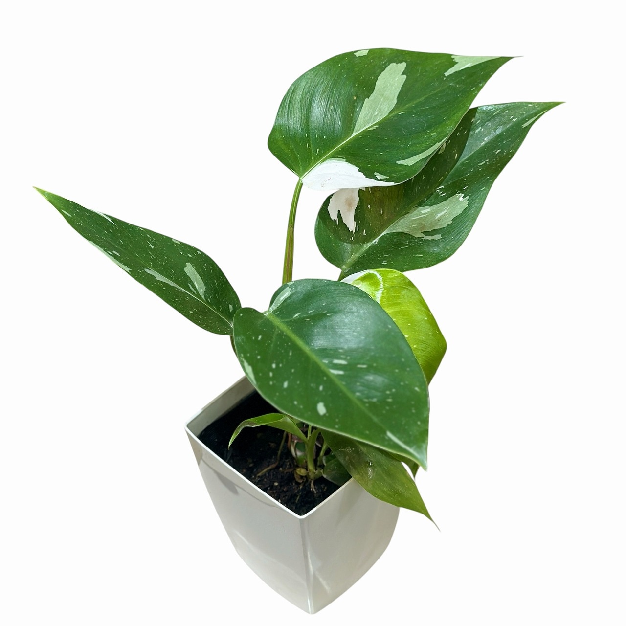 葉傷みあり】フィロデンドロン ホワイトプリンセス 4号白角鉢