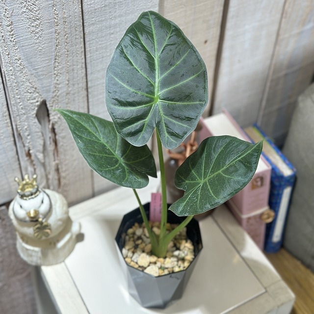 アロカシア リーガルシールド Alocasia Regal Shields 3.5号黒鉢(現品