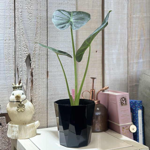 アロカシア リーガルシールド Alocasia Regal Shields 3.5号黒鉢(現品