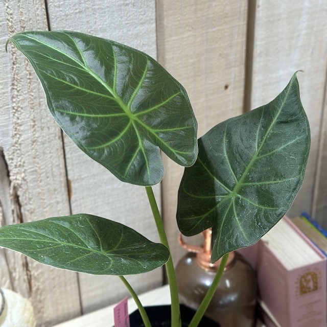 アロカシア リーガルシールド Alocasia Regal Shields 3.5号黒鉢(現品