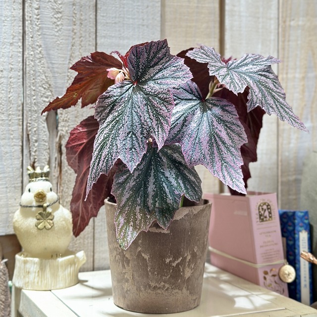 ベゴニア ピンクミンクス(Pink Minx) 4号硬質鉢(現品)｜芳樹園