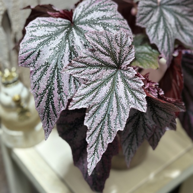 ベゴニア ピンクミンクス(Pink Minx) 4号硬質鉢(現品)｜芳樹園