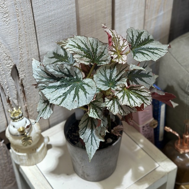 ベゴニア ルッキンググラス(Looking Glass) 4号硬質鉢(現品)｜芳樹園